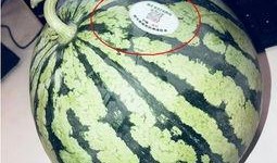 网红吃瓜哪里买